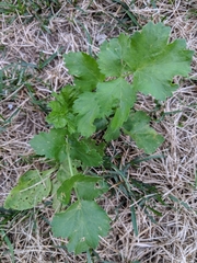 Pastinaca