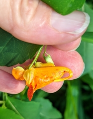 Impatiens capensis