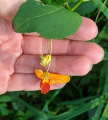 Impatiens capensis
