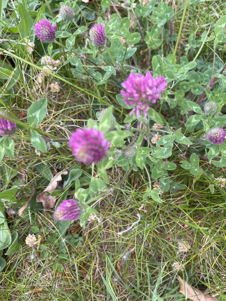 Trifolium