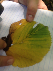 Tilia americana americana