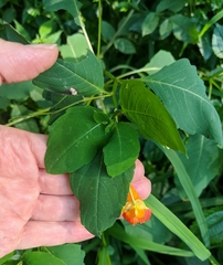 Impatiens capensis