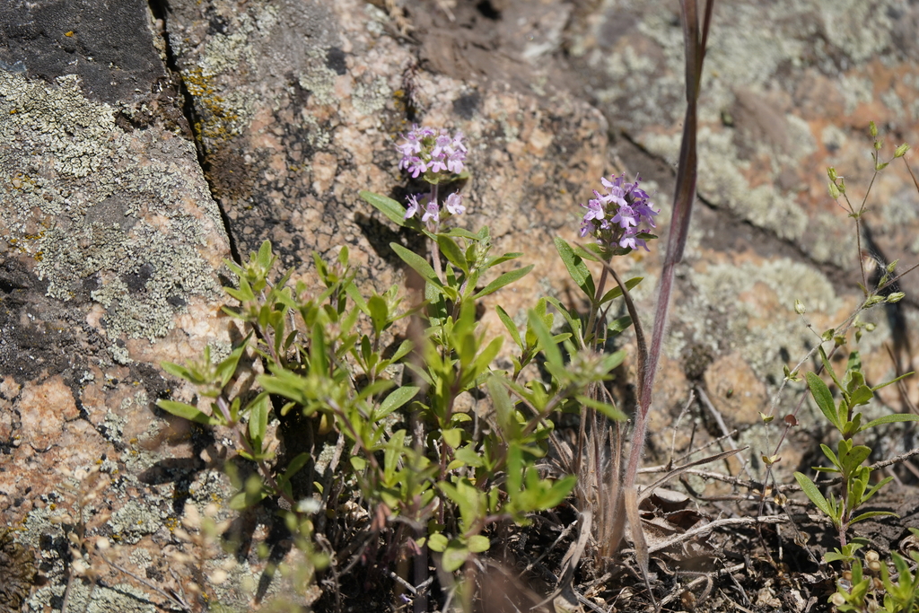 Thymus