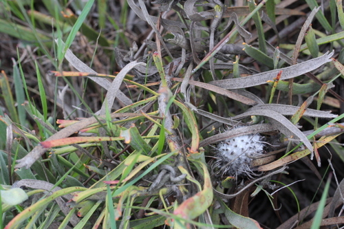 Image of Leucospermum hypophyllocarpodendron by no rights reserved