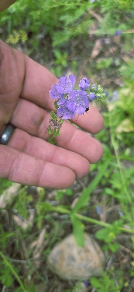 Phacelia