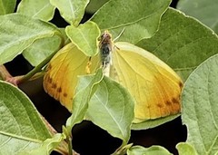 Afrodryas leda
