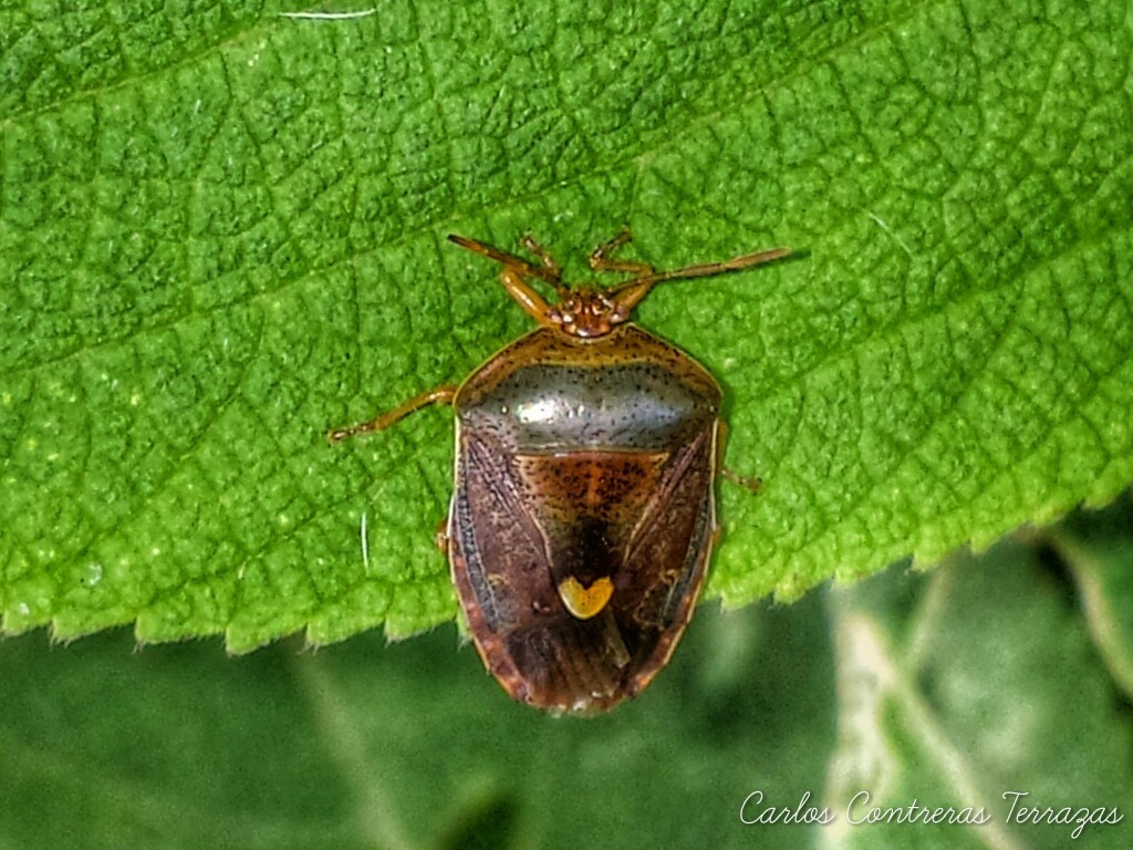 Ascra cordifera