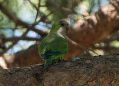 Myiopsitta monachus