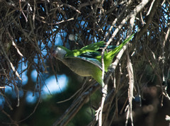 Myiopsitta monachus