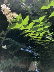 Lagerstroemia indica