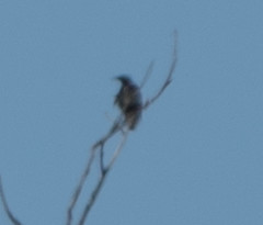 Sturnus vulgaris