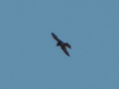 Falco