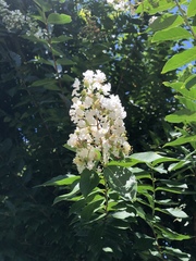 Lagerstroemia indica