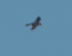 Falco