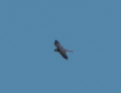 Falco