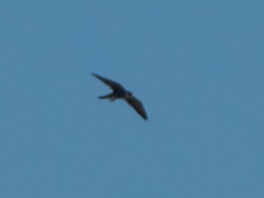 Falco