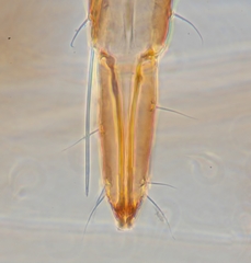 Aphis asclepiadis