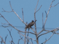Sturnus vulgaris