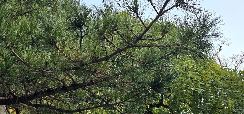 Pinus tabuliformis; photograph (c) froggymum, some rights reserved (CC BY)