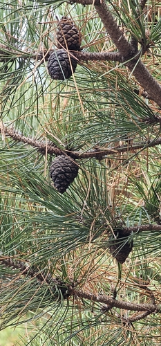 Chinese red pine (Pinus tabuliformis)