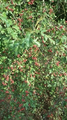 Crataegus