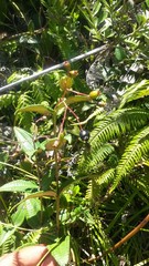 Miconia crotonifolia