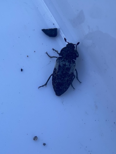 Common Carrion Beetle