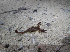 Bioculus cerralvensis