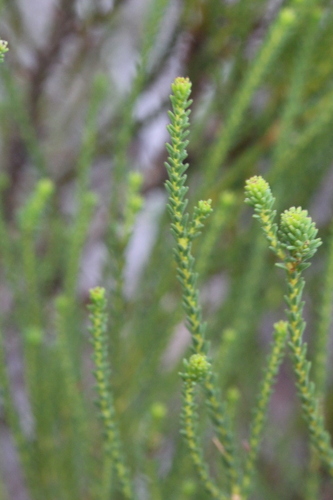 Image of Berzelia abrotanoides by no rights reserved