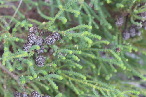 Image of Berzelia abrotanoides by no rights reserved
