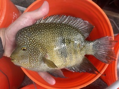 Rio Grande Cichlid photo 2