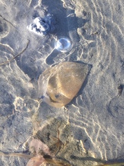 Abarenicola pacifica