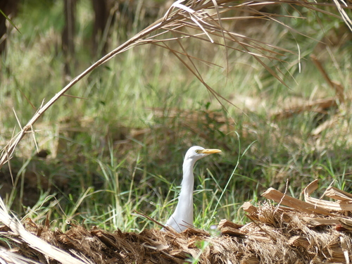 Western Cattle-Egret