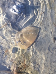 Abarenicola pacifica