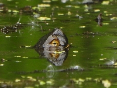 Sicilian Pond Turtle photo 4