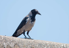 Corvus cornix