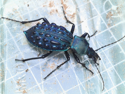 Carabus pustulifer
