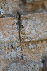 Podarcis muralis nigriventris