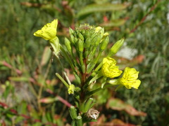 Oenothera oakesiana