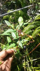 Miconia crotonifolia