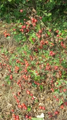 Crataegus monogyna
