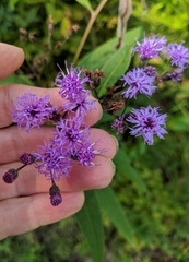 Vernonia gigantea