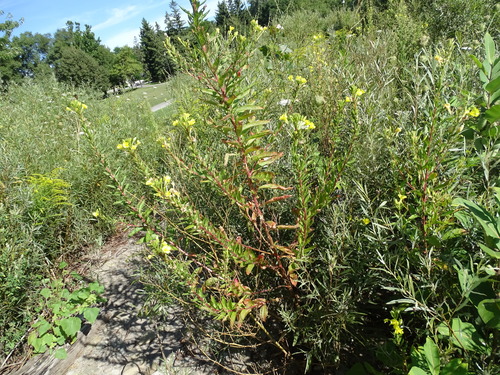 Image of Oenothera oakesiana by no rights reserved