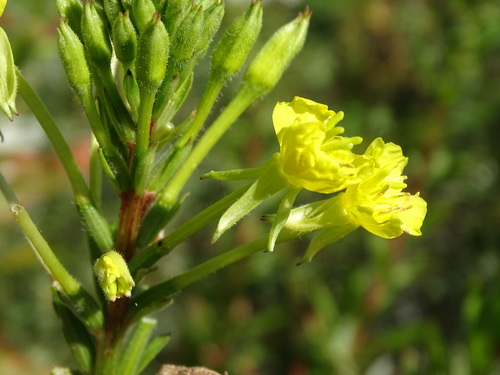 Image of Oenothera oakesiana by no rights reserved