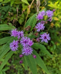 Vernonia gigantea
