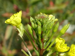 Oenothera oakesiana