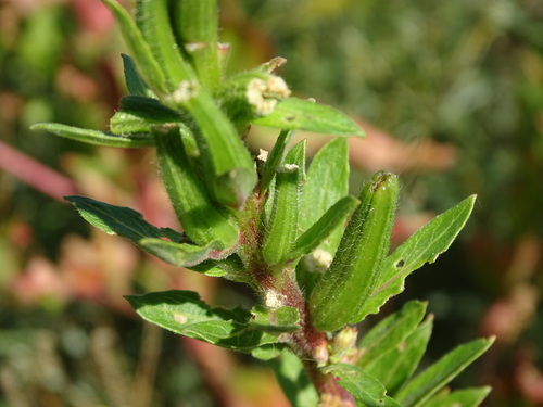 Image of Oenothera oakesiana by no rights reserved