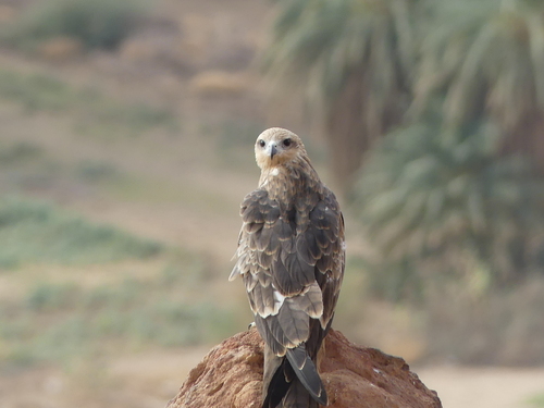 Black Kite