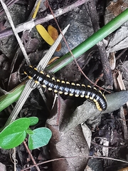 Asiomorpha coarctata