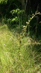 Miconia crotonifolia
